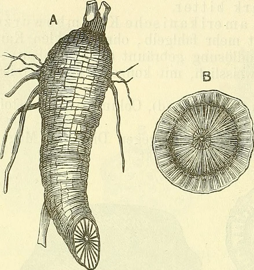 An illustration from Die wissenschaftliche Ausbildung des Apothekerlehrlings und seine Vorbereitung zum Gehülfenexamen : mit Rücksicht auf die neuesten Anforderungen, 1884, leaf 570