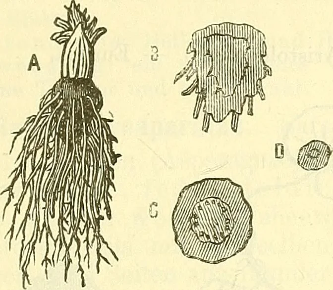 An illustration from Die wissenschaftliche Ausbildung des Apothekerlehrlings und seine Vorbereitung zum Gehülfenexamen : mit Rücksicht auf die neuesten Anforderungen, 1884, leaf 571
