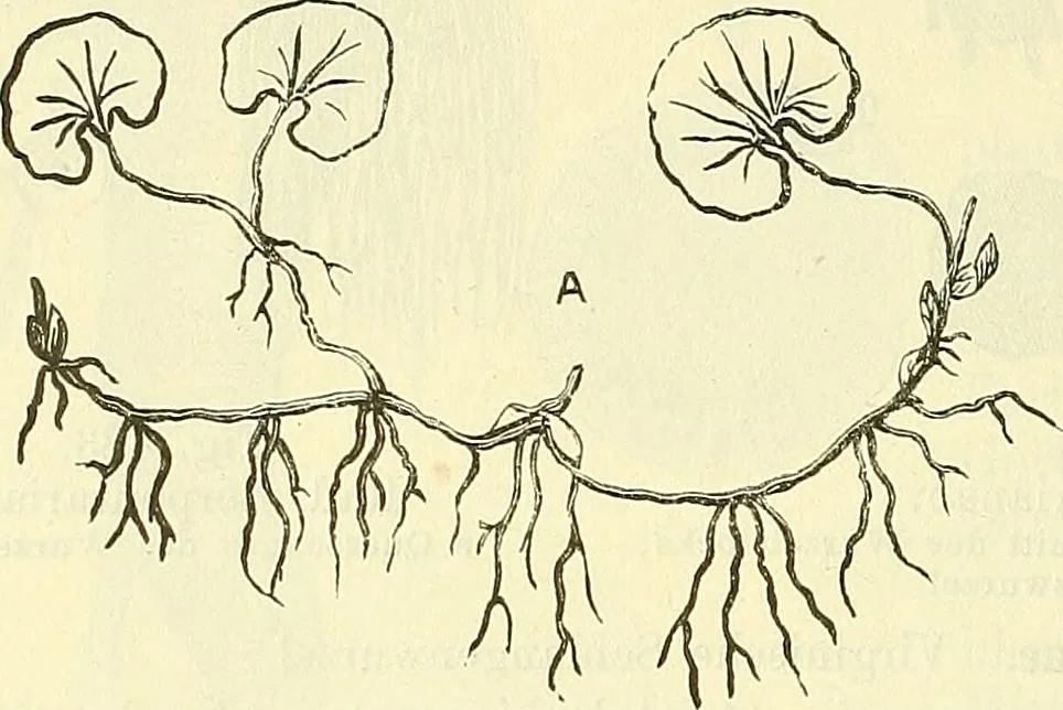 An illustration from Die wissenschaftliche Ausbildung des Apothekerlehrlings und seine Vorbereitung zum Gehülfenexamen : mit Rücksicht auf die neuesten Anforderungen, 1884, leaf 572