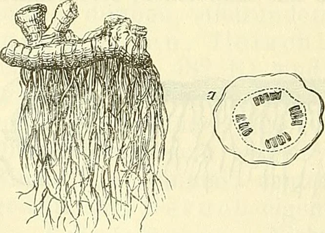 An illustration from Die wissenschaftliche Ausbildung des Apothekerlehrlings und seine Vorbereitung zum Gehülfenexamen : mit Rücksicht auf die neuesten Anforderungen, 1884, leaf 572
