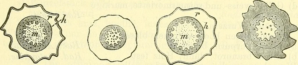 An illustration from Die wissenschaftliche Ausbildung des Apothekerlehrlings und seine Vorbereitung zum Gehülfenexamen : mit Rücksicht auf die neuesten Anforderungen, 1884, leaf 573