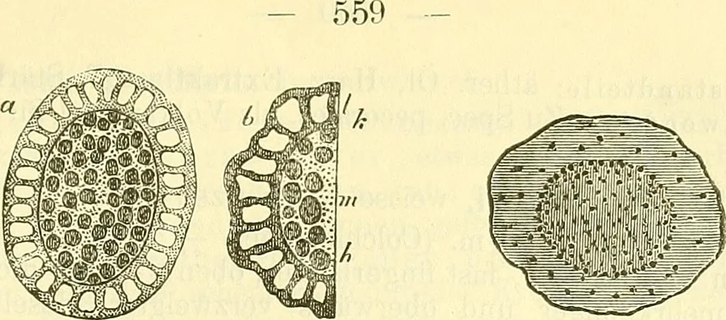 An illustration from Die wissenschaftliche Ausbildung des Apothekerlehrlings und seine Vorbereitung zum Gehülfenexamen : mit Rücksicht auf die neuesten Anforderungen, 1884, leaf 577