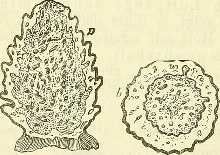 An illustration from Die wissenschaftliche Ausbildung des Apothekerlehrlings und seine Vorbereitung zum Gehülfenexamen : mit Rücksicht auf die neuesten Anforderungen, 1884, leaf 578