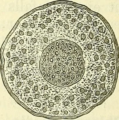 An illustration from Die wissenschaftliche Ausbildung des Apothekerlehrlings und seine Vorbereitung zum Gehülfenexamen : mit Rücksicht auf die neuesten Anforderungen, 1884, leaf 578