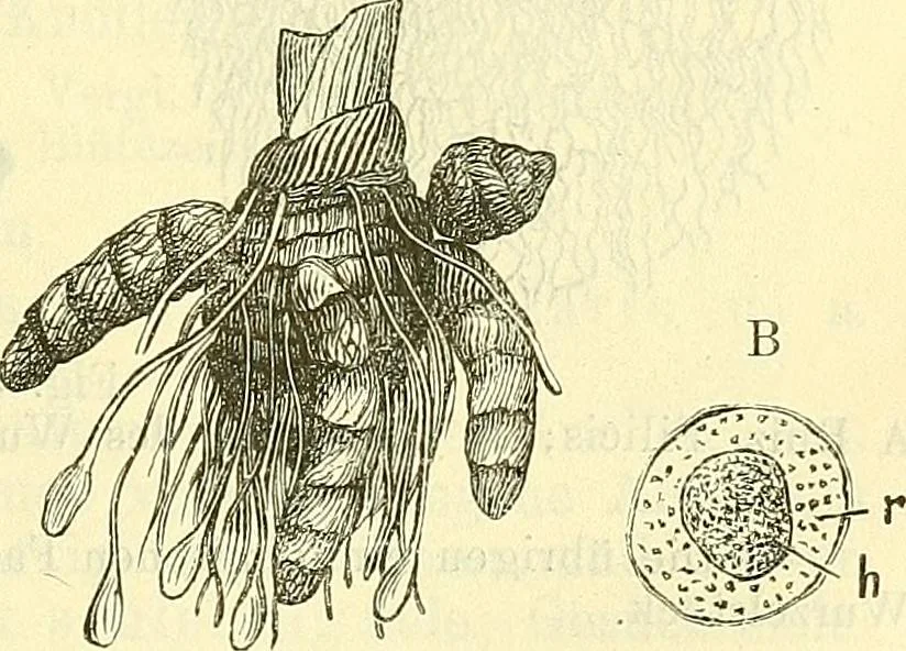 An illustration from Die wissenschaftliche Ausbildung des Apothekerlehrlings und seine Vorbereitung zum Gehülfenexamen : mit Rücksicht auf die neuesten Anforderungen, 1884, leaf 579