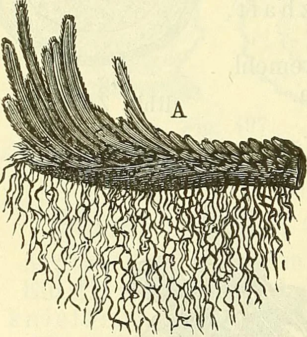 An illustration from Die wissenschaftliche Ausbildung des Apothekerlehrlings und seine Vorbereitung zum Gehülfenexamen : mit Rücksicht auf die neuesten Anforderungen, 1884, leaf 580