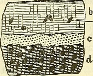 An illustration from Die wissenschaftliche Ausbildung des Apothekerlehrlings und seine Vorbereitung zum Gehülfenexamen : mit Rücksicht auf die neuesten Anforderungen, 1884, leaf 586