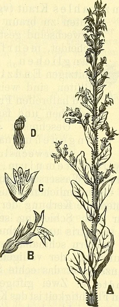 An illustration from Die wissenschaftliche Ausbildung des Apothekerlehrlings und seine Vorbereitung zum Gehülfenexamen : mit Rücksicht auf die neuesten Anforderungen, 1884, leaf 593