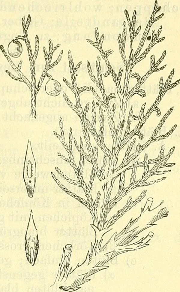 An illustration from Die wissenschaftliche Ausbildung des Apothekerlehrlings und seine Vorbereitung zum Gehülfenexamen : mit Rücksicht auf die neuesten Anforderungen, 1884, leaf 597