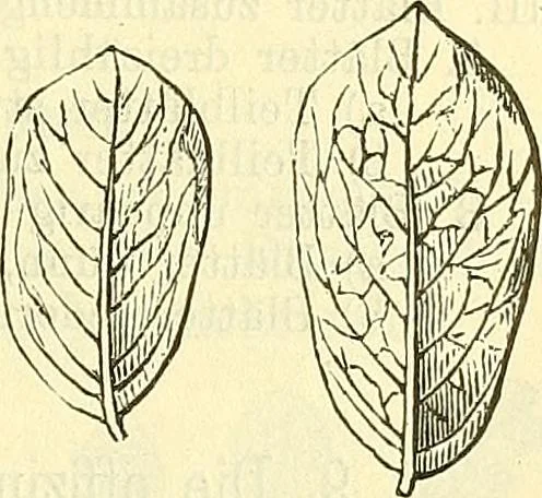 An illustration from Die wissenschaftliche Ausbildung des Apothekerlehrlings und seine Vorbereitung zum Gehülfenexamen : mit Rücksicht auf die neuesten Anforderungen, 1884, leaf 605