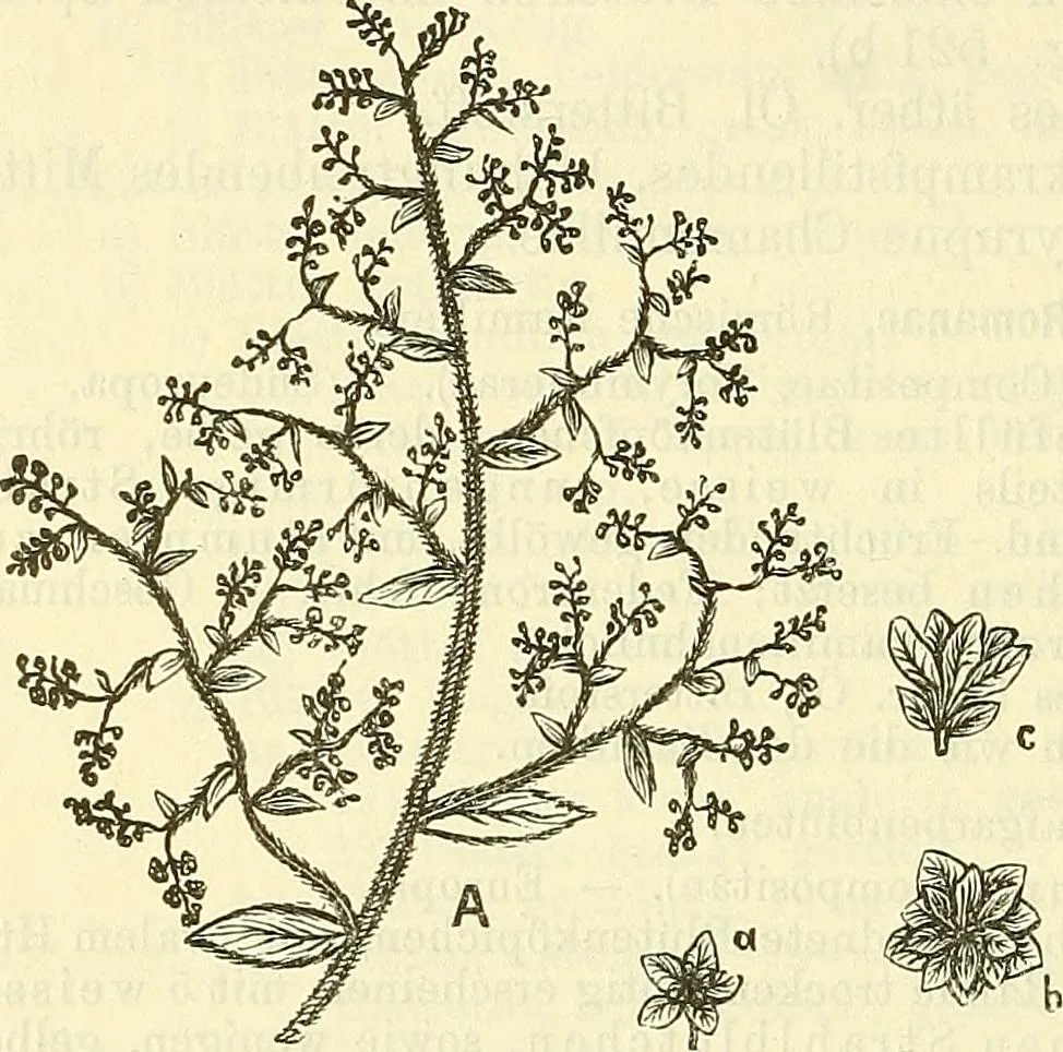 An illustration from Die wissenschaftliche Ausbildung des Apothekerlehrlings und seine Vorbereitung zum Gehülfenexamen : mit Rücksicht auf die neuesten Anforderungen, 1884, leaf 608