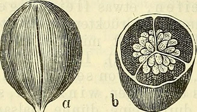 An illustration from Die wissenschaftliche Ausbildung des Apothekerlehrlings und seine Vorbereitung zum Gehülfenexamen : mit Rücksicht auf die neuesten Anforderungen, 1884, leaf 616