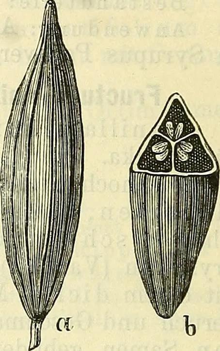 An illustration from Die wissenschaftliche Ausbildung des Apothekerlehrlings und seine Vorbereitung zum Gehülfenexamen : mit Rücksicht auf die neuesten Anforderungen, 1884, leaf 616