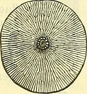 An illustration from Die wissenschaftliche Ausbildung des Apothekerlehrlings und seine Vorbereitung zum Gehülfenexamen : mit Rücksicht auf die neuesten Anforderungen, 1884, leaf 623