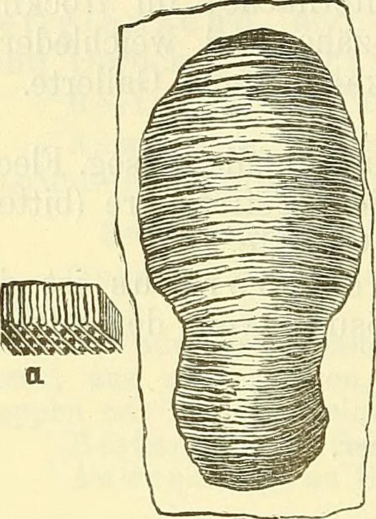An illustration from Die wissenschaftliche Ausbildung des Apothekerlehrlings und seine Vorbereitung zum Gehülfenexamen : mit Rücksicht auf die neuesten Anforderungen, 1884, leaf 628