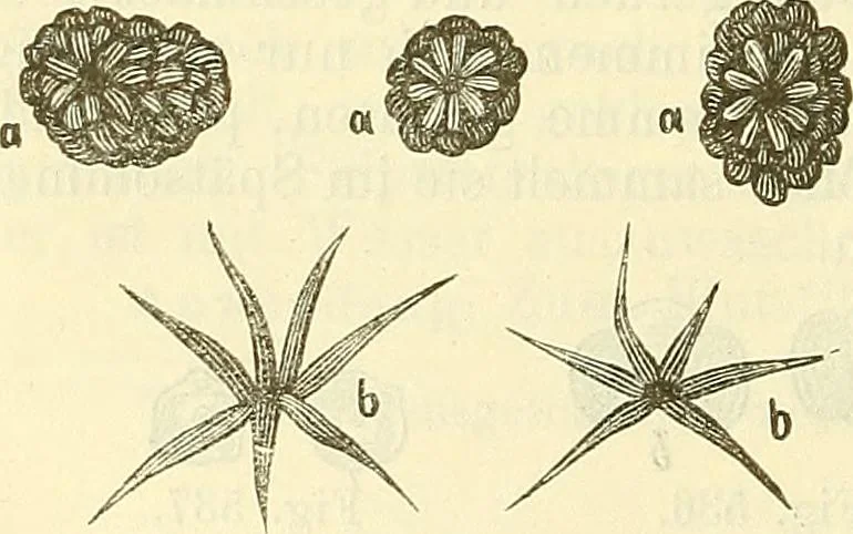 An illustration from Die wissenschaftliche Ausbildung des Apothekerlehrlings und seine Vorbereitung zum Gehülfenexamen : mit Rücksicht auf die neuesten Anforderungen, 1884, leaf 630