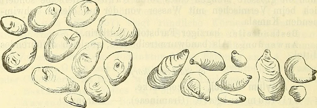 An illustration from Die wissenschaftliche Ausbildung des Apothekerlehrlings und seine Vorbereitung zum Gehülfenexamen : mit Rücksicht auf die neuesten Anforderungen, 1884, leaf 632