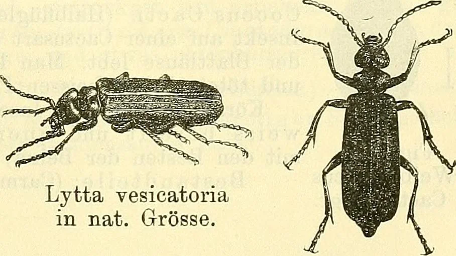 An illustration from Die wissenschaftliche Ausbildung des Apothekerlehrlings und seine Vorbereitung zum Gehülfenexamen : mit Rücksicht auf die neuesten Anforderungen, 1884, leaf 651