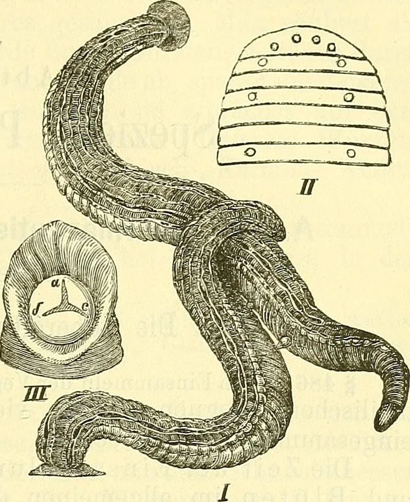 An illustration from Die wissenschaftliche Ausbildung des Apothekerlehrlings und seine Vorbereitung zum Gehülfenexamen : mit Rücksicht auf die neuesten Anforderungen, 1884, leaf 653