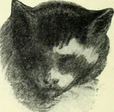 An illustration from The digressions of V., written for his own fun and that of his friends, 1910, leaf 92