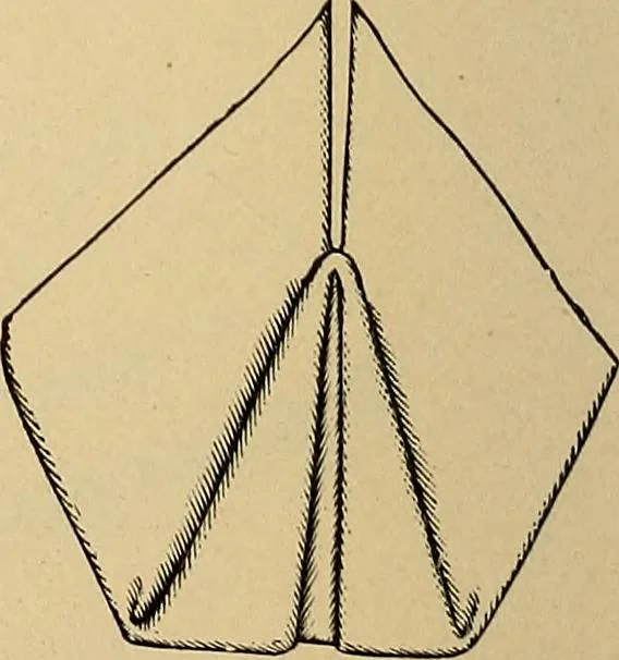 An illustration from The dining room and its appointments, 1896, leaf 120
