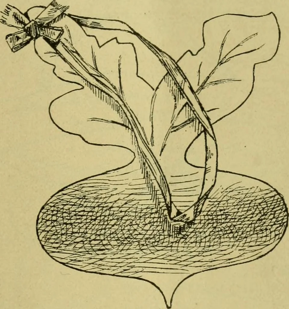 An illustration from The dining room and its appointments, 1896, leaf 33