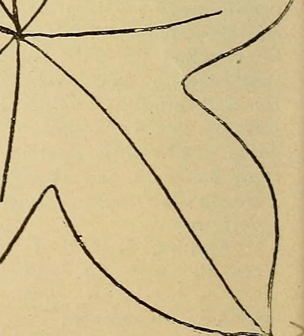 An illustration from The dining room and its appointments, 1896, leaf 44