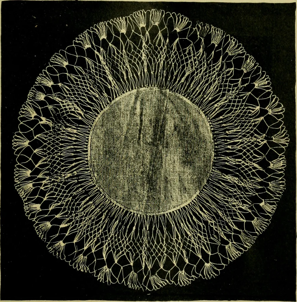 An illustration from The dining room and its appointments, 1896, leaf 97