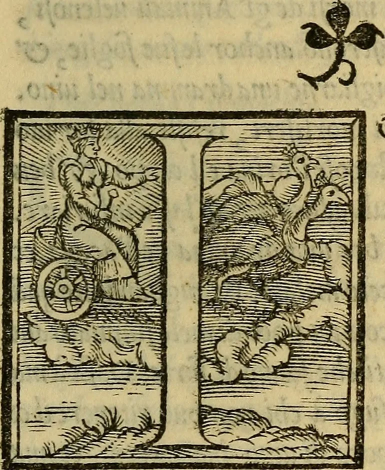 An illustration from Dioscoride Anazarbeo della materia medicinale, 1547, leaf 356