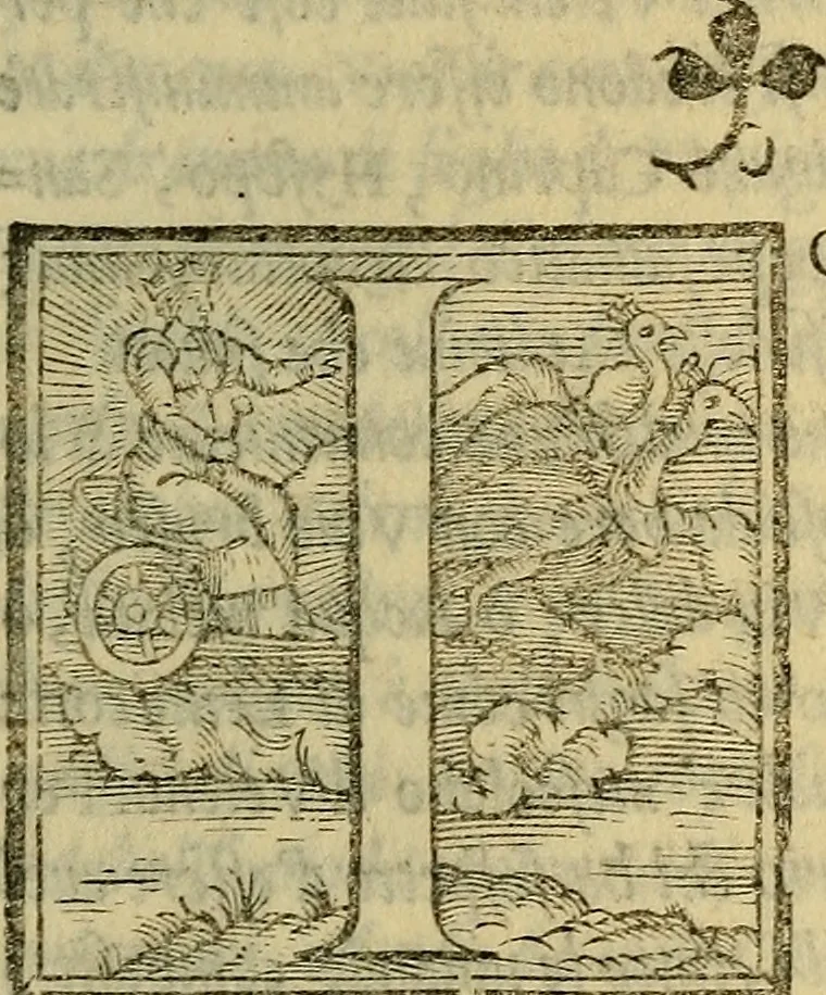 An illustration from Dioscoride Anazarbeo della materia medicinale, 1547, leaf 558