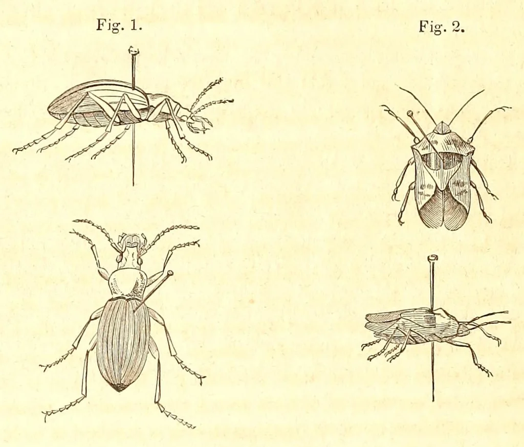 An illustration from Directions for collecting, preserving and transporting specimens of natural history, 1852, leaf 20