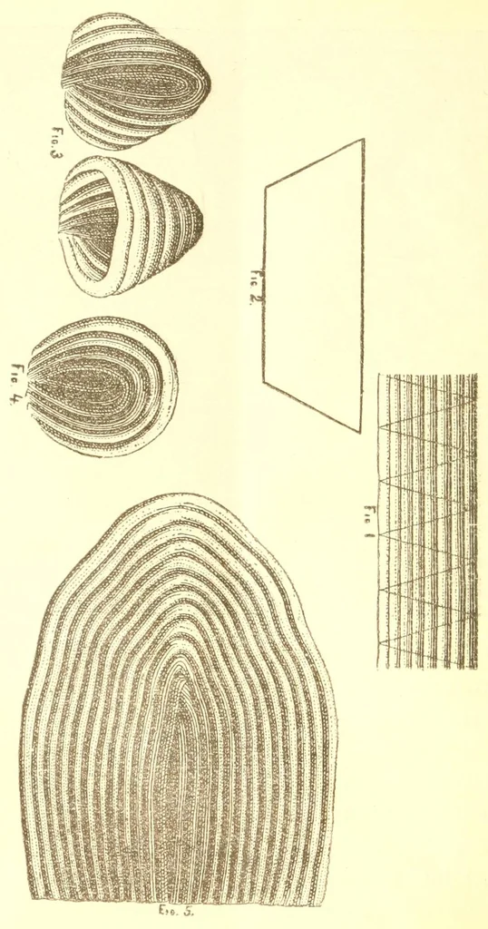 An illustration from Directions for making French raised worsted work, 1880, leaf 22