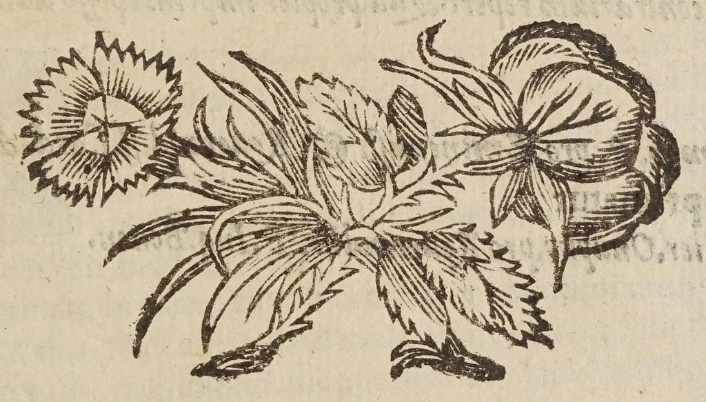 An illustration from Directorivm generale vranometricvm : in quo trigonometriae logarithmicae fvndamenta, ac regulae demonstrantur, astronomicaeq[ue] supputationes ad solam ferè vulgarem additionem reducuntur : opus vtilissimum astronomis, geometris, arithmeticis, perspectiuis, architectis, praecipuè militaribus, mechanicis, geographis, nec non ipsis philosophis naturalibus, 1632, leaf 19