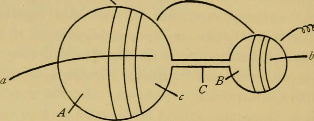 An illustration from The discharge of electricity through gases : lectures delivered on the occasion of the sesquicentennial of Princeton University, 1898, leaf 190