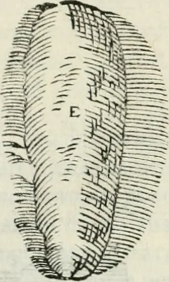 An illustration from Discorsi delle fortificationi, espugnationi, & difese delle città & d'altri luoghi, 1588, leaf 113