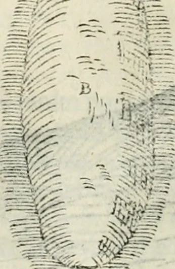An illustration from Discorsi delle fortificationi, espugnationi, & difese delle città & d'altri luoghi, 1588, leaf 113