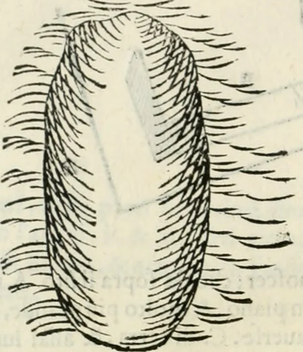An illustration from Discorsi delle fortificationi, espugnationi, & difese delle città & d'altri luoghi, 1588, leaf 231