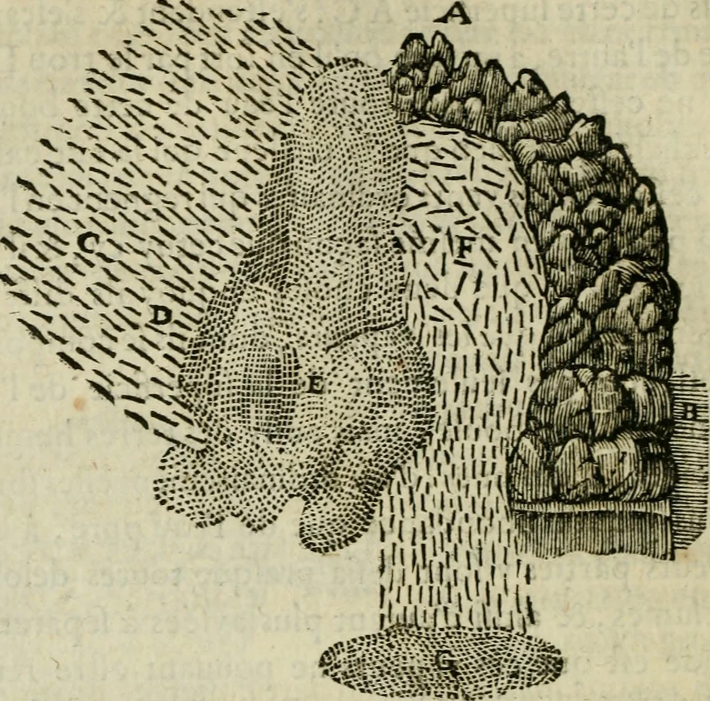 An illustration from Discours de la methode : pour bien conduire sa raison, & chercher la verité dans les sciences : Plus La dioptrique, et Les meteores. Qui sont des essais de cette methode., 1667, leaf 275