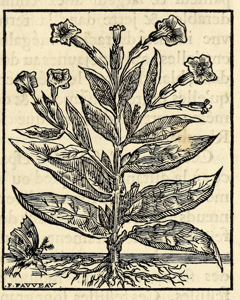 An illustration from Discours du tabac, ou il est traité particulierement du tabac en poudre. : Avec des raisonnemens physiques sur les vertus & sur les effets de cette plante, & de ses divers usages dans la medecine., 1693, leaf 35