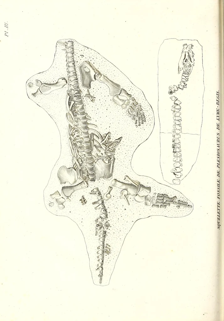 An illustration from Discours sur les révolutions de la surface du globe : et sur les changemens qu'elles ont produits dans le régne animal, 1826, leaf 196