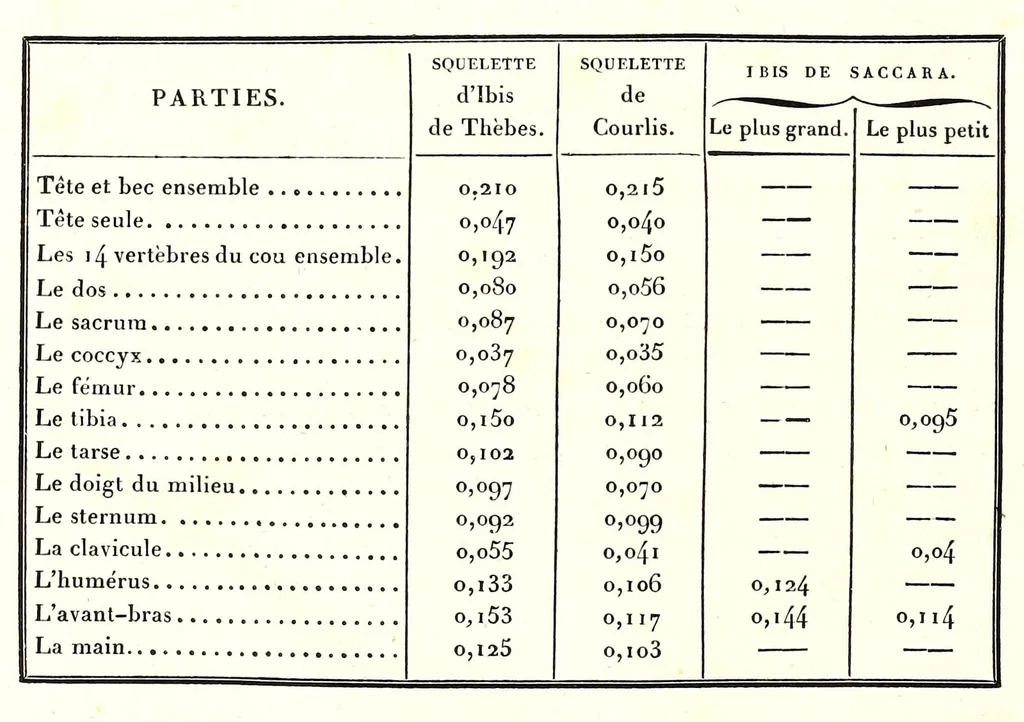 An illustration from Discours sur les révolutions de la surface du globe : et sur les changemens qu'elles ont produits dans le régne animal, 1826, leaf 204