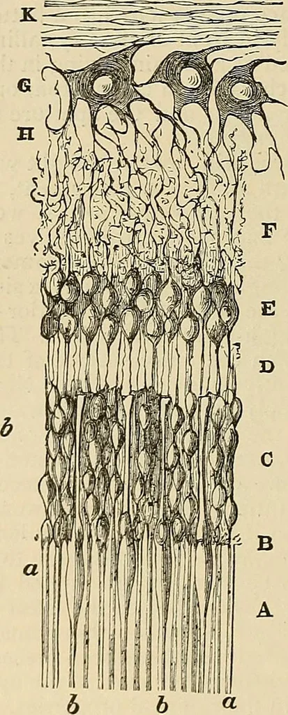 An illustration from Discoveries and inventions of the nineteenth century, 1905, leaf 508