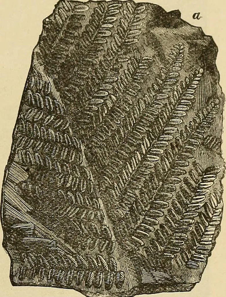 An illustration from Discoveries and inventions of the nineteenth century, 1905, leaf 805