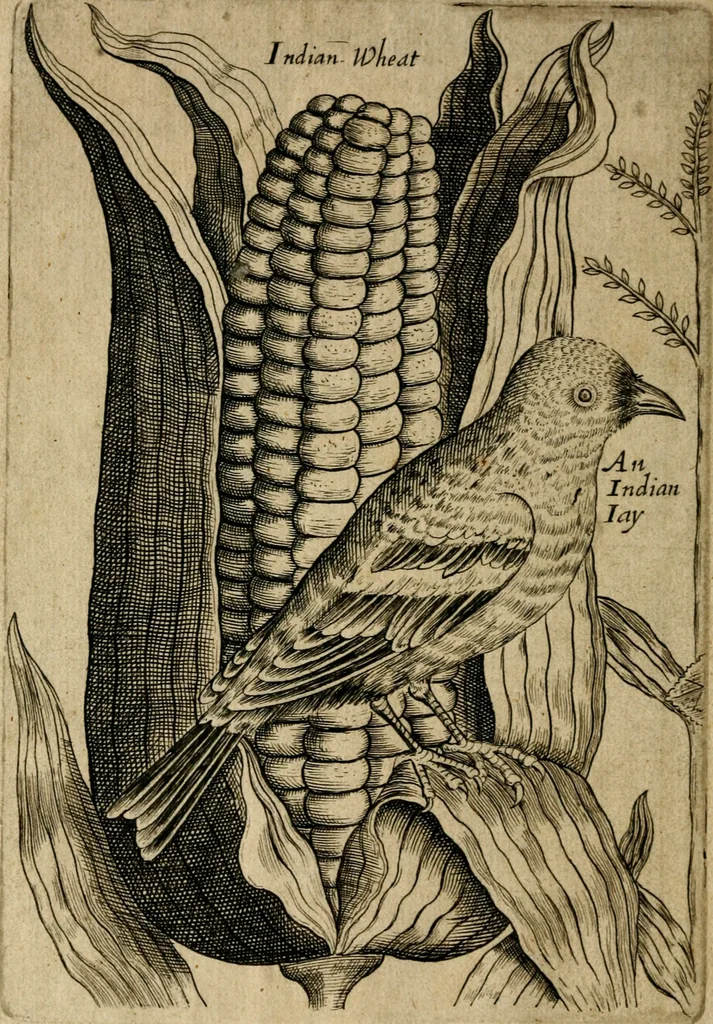 An illustration from The discovery of Nevv Brittaine : began August 27, Anno Dom. 1650, 1651, leaf 15