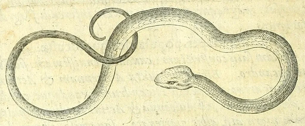 An illustration from Discursus medico-philosophicus de casu adolescentis cujusdam Argentoratensis mirabili :, 1617, leaf 116
