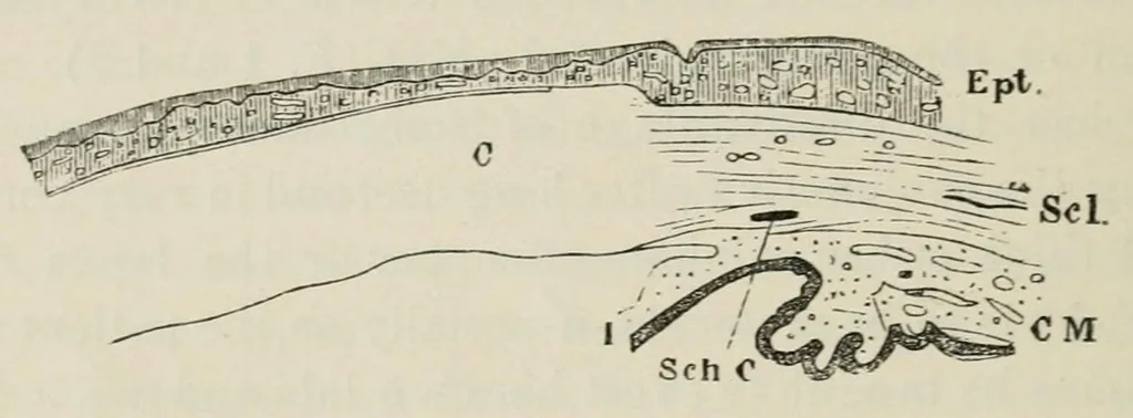 An illustration from Diseases of the eye., 1890, leaf 122