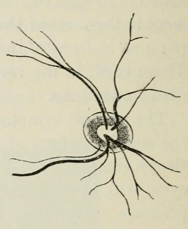 An illustration from Diseases of the eye., 1890, leaf 356