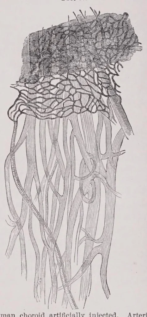 An illustration from Diseases of the eye, 1900, leaf 224