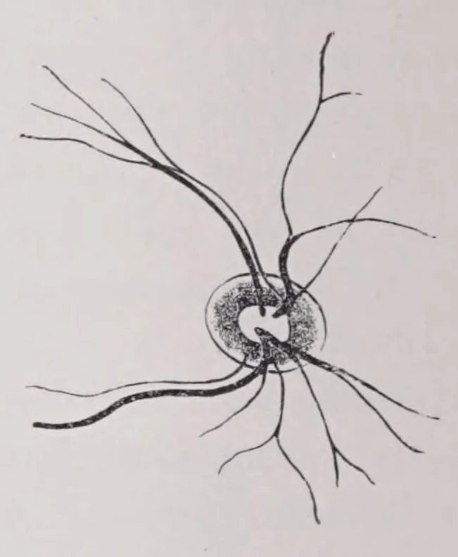 An illustration from Diseases of the eye, 1900, leaf 368