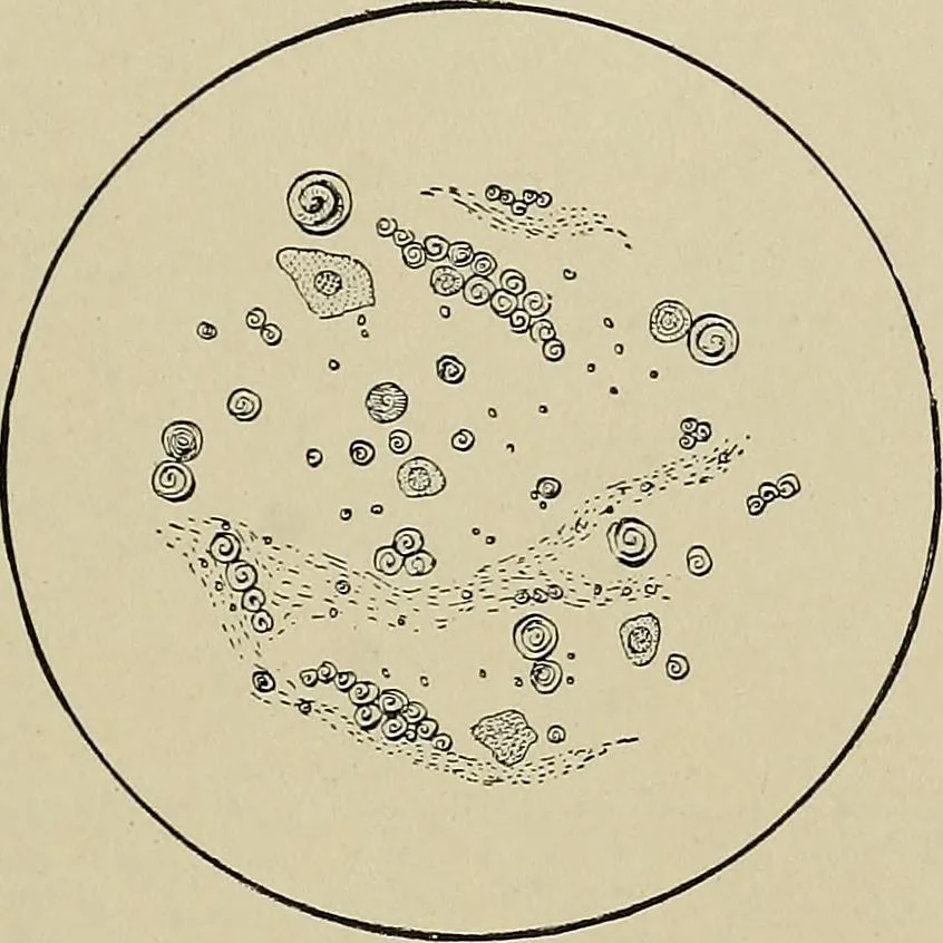 An illustration from Diseases of the stomach : a text-book for practitioners and students, 1906, leaf 121